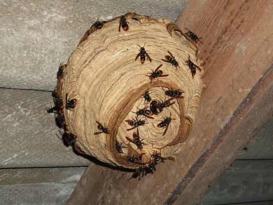 nid primaire asiat - Que deviennent les nids de frelons asiatiques l'hiver ?
